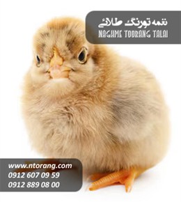 فروش جوجه گوشتی سامیار